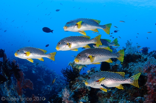 schooling sweetlips underwater