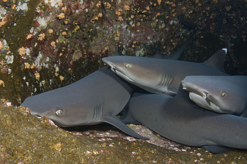 white tip reef sharks