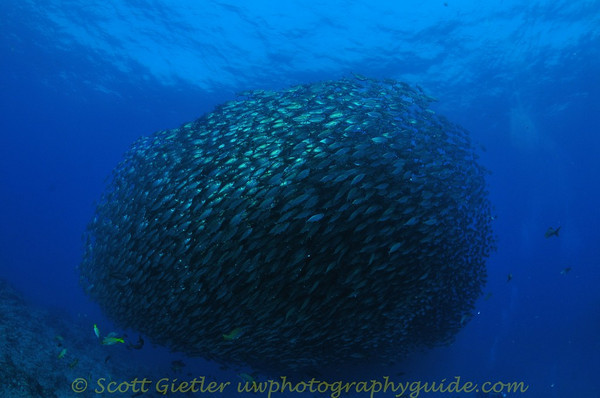 baitball in the sea of cortez