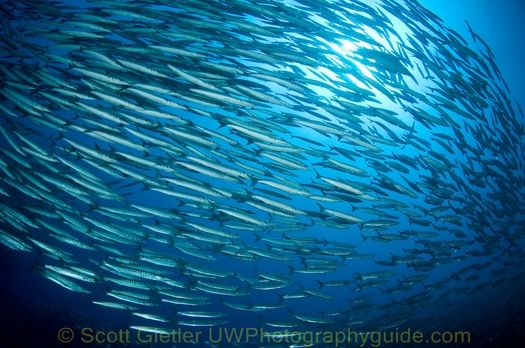 schooling barracuda