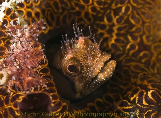 Huge baitball - wow!