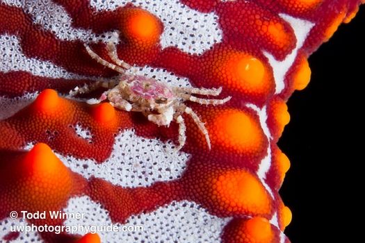 Huge baitball - wow!