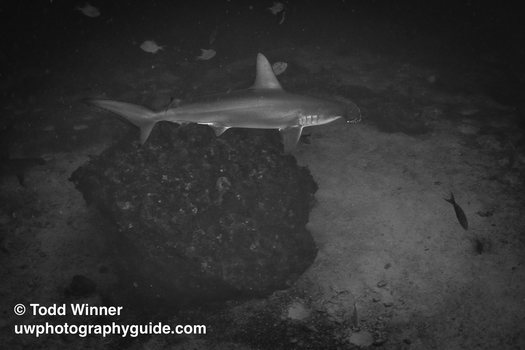 Huge baitball - wow!