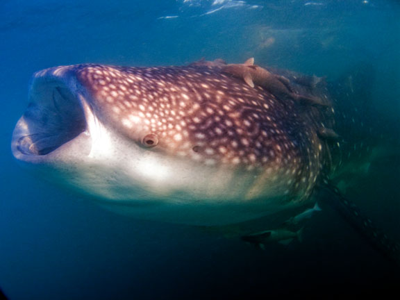 whale shark by dave rudie