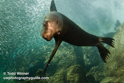 Huge baitball - wow!