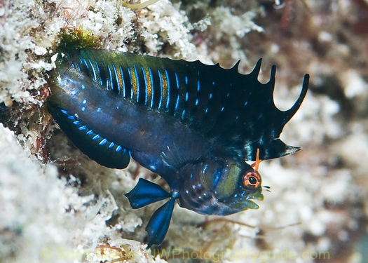 Huge baitball - wow!