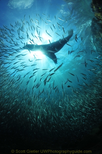 sea lion chasing fish