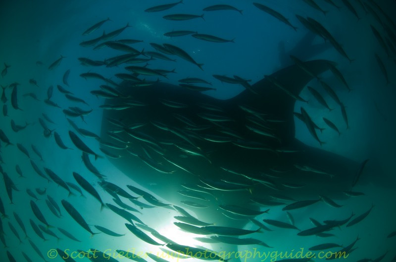 Huge baitball - wow!