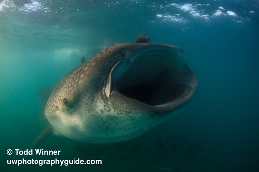 la paz whale shark