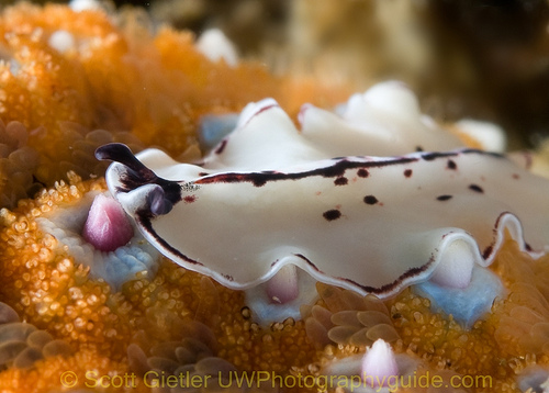 flatworm underwater photo