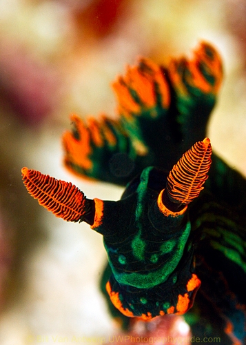 canon 60mm with 12mm extension tube