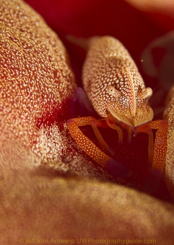 canon 60mm with teleconverter