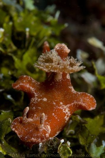 Nudibranch