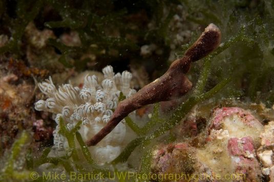 Robust Ghost Pipefish