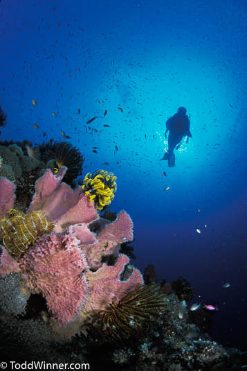 kimbe bay underwater photos