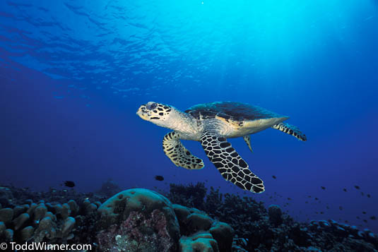 turtle underwater