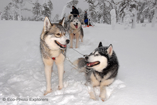 The dog sled team is led by Siberian Huskies