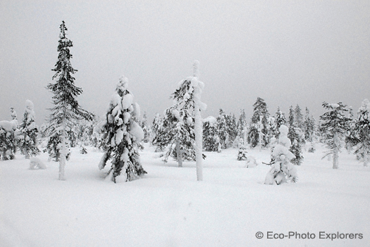 Finnish National Forest