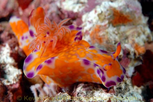 cerat tenue kevin lee