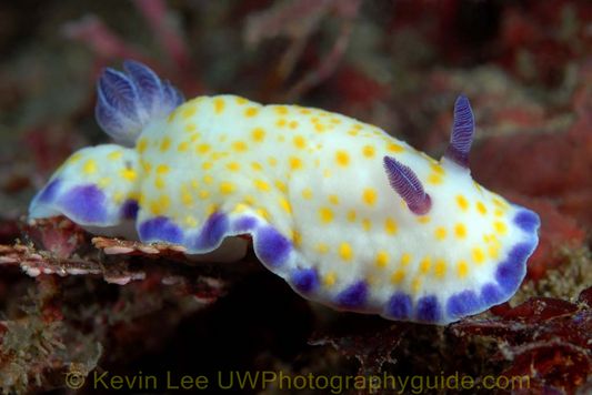 chromodorid jeju underwater