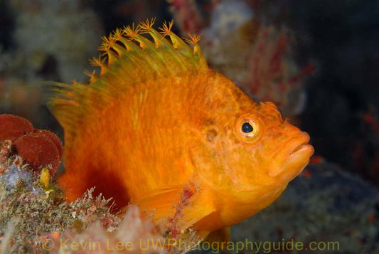 hawkfish jeju underwater