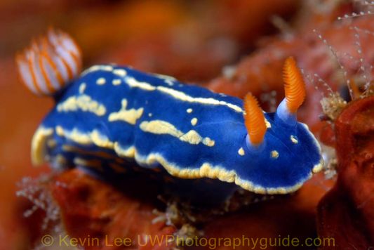 Hyseldoris kevin lee