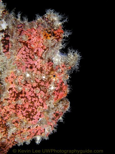 Frogfish2 Jeju Underwater