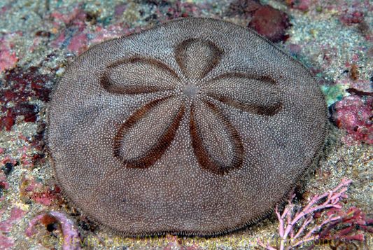 sanddollar