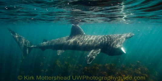 basking shark3