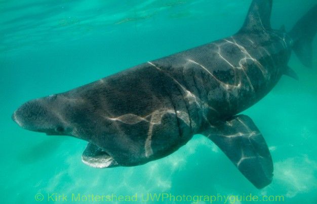 basking shark6