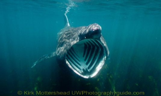 basking shark9
