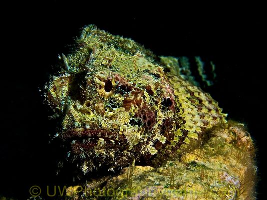 G11 scorpion fish