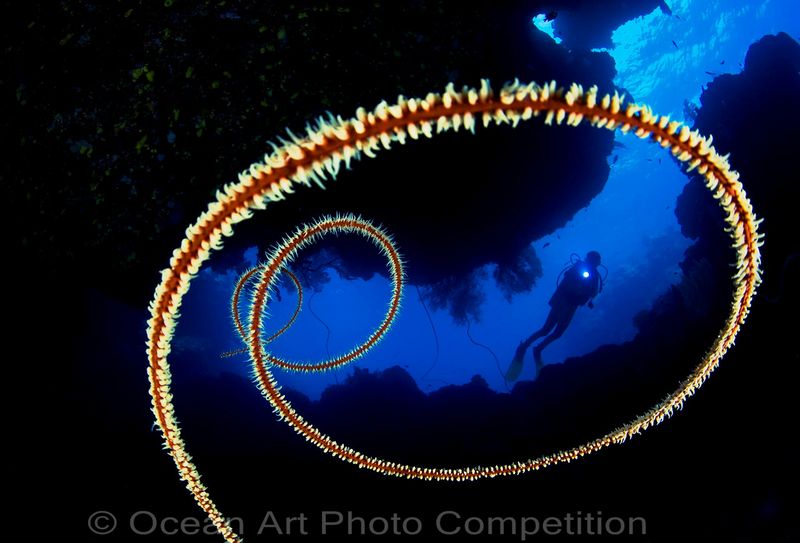 compact wide angle underwater photo contest winner