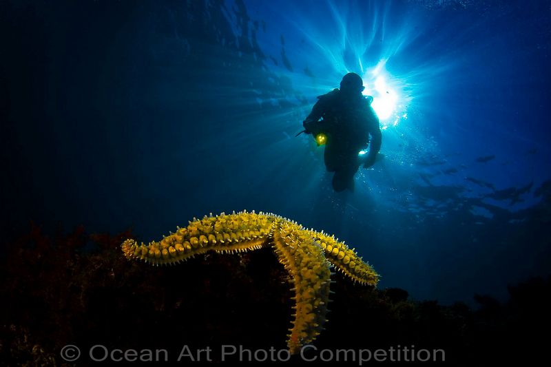 compact wide angle underwater photo contest winner