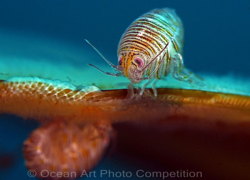 compact wide angle underwater photo contest winner