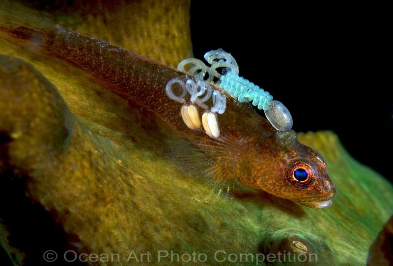compact wide angle underwater photo contest winner