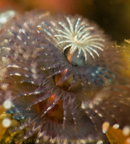 supermacro subsee diopter