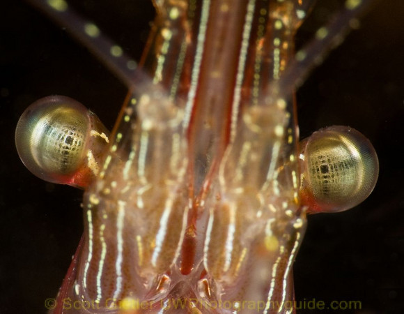 shrimp supermacro