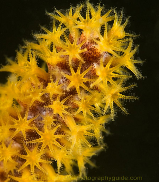 supermacro sea fan polyps underwater