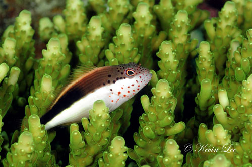 Hawkfish relaxing on hard coral