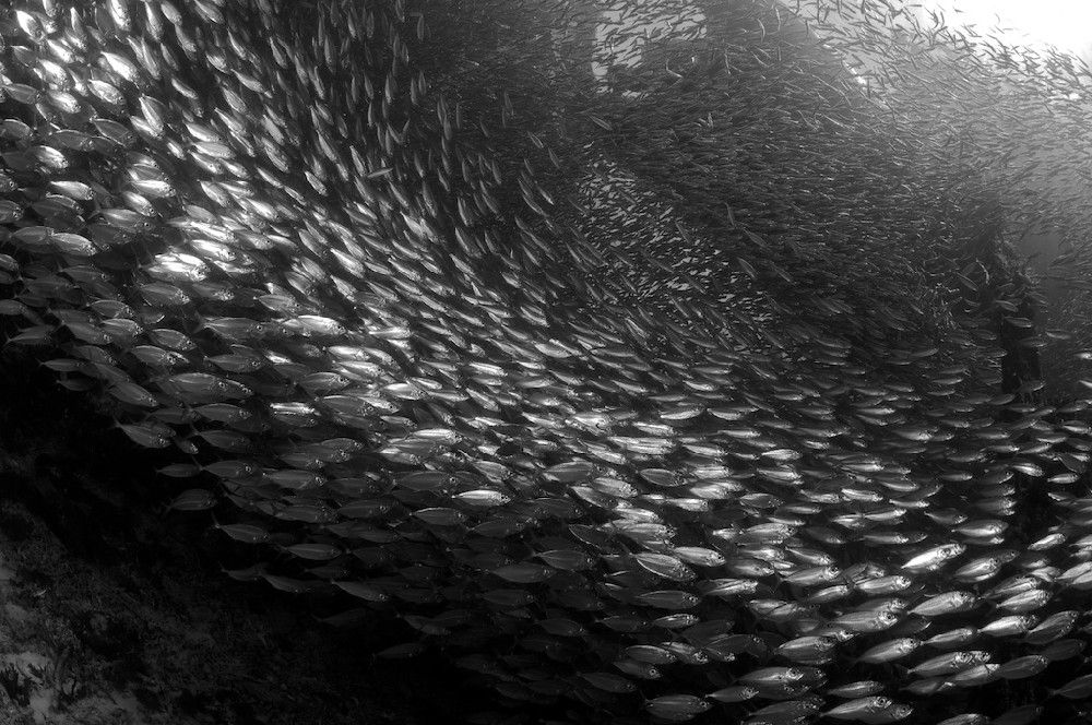 Black and White of school of baitfish