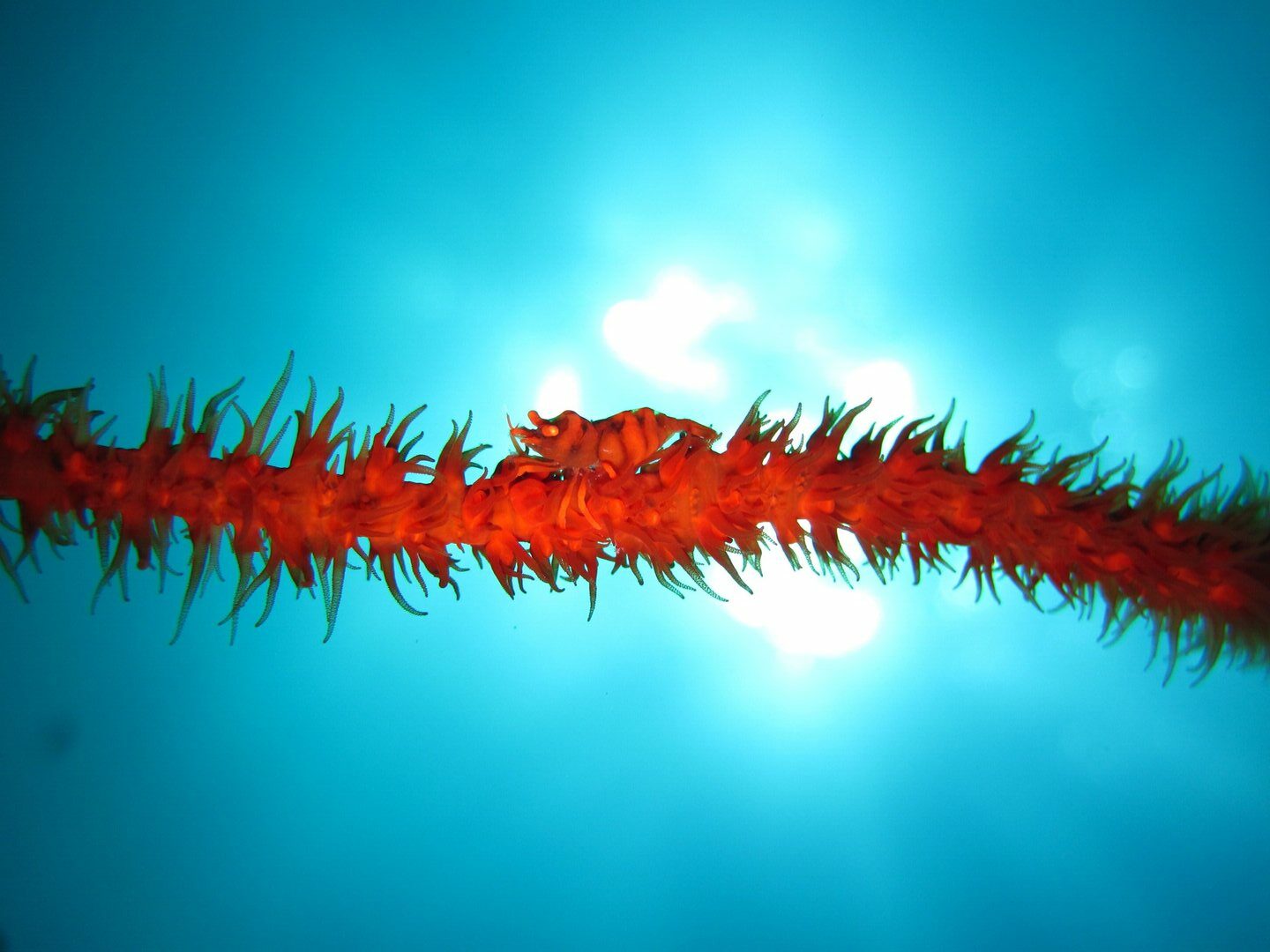 Omar Linsangan - National Winner