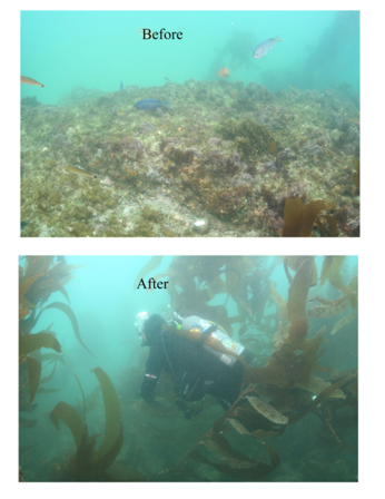Kelp Restoration Before