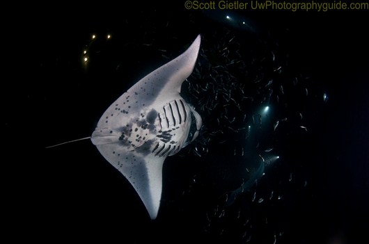 manta ray night dive kona