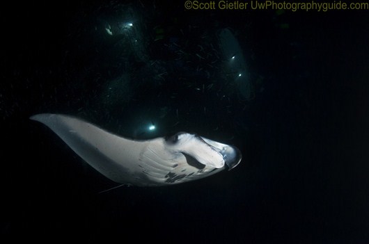 manta ray night dive underwater photography