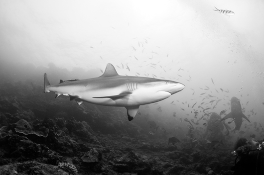 Grey Reef Shark