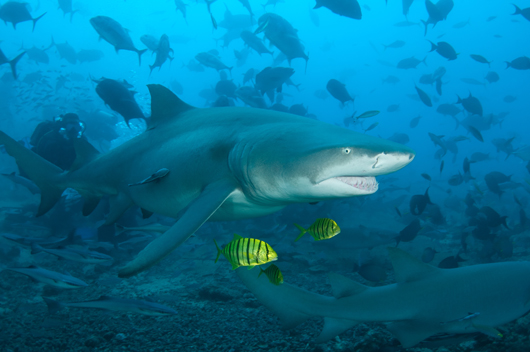 Lemon Shark