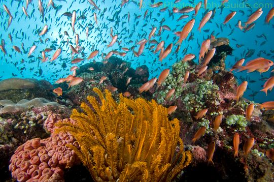 anthias and crinoid underwater photo in Anilao