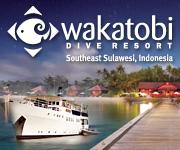 Wakatobi Dive Resort