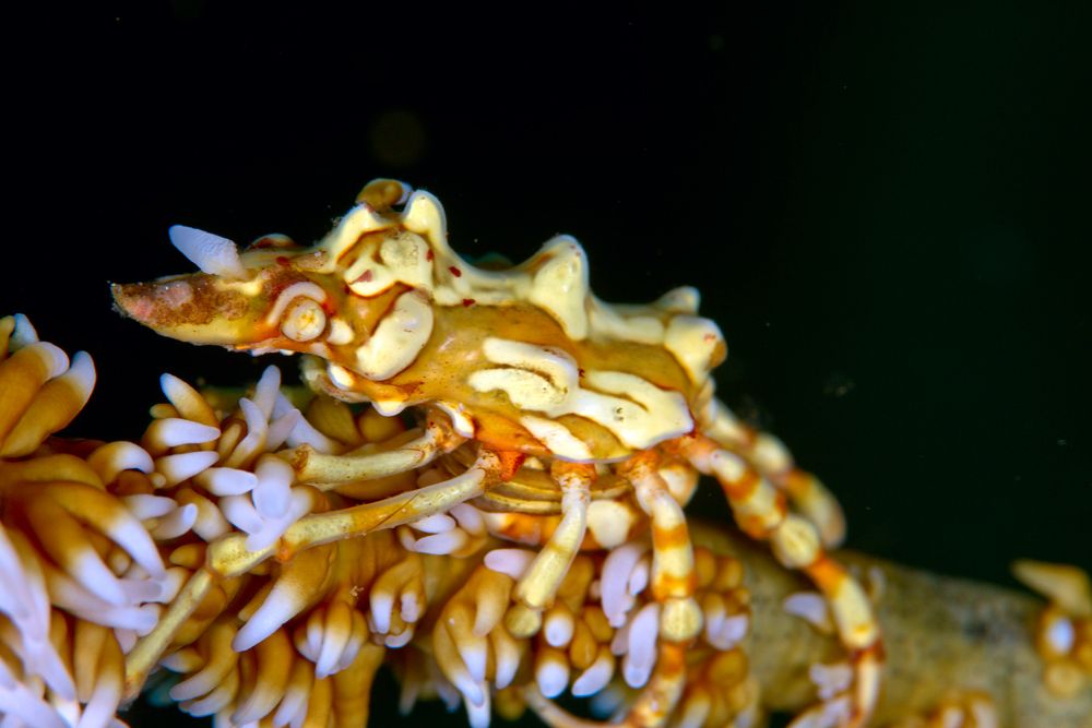 Ambon fairy crab